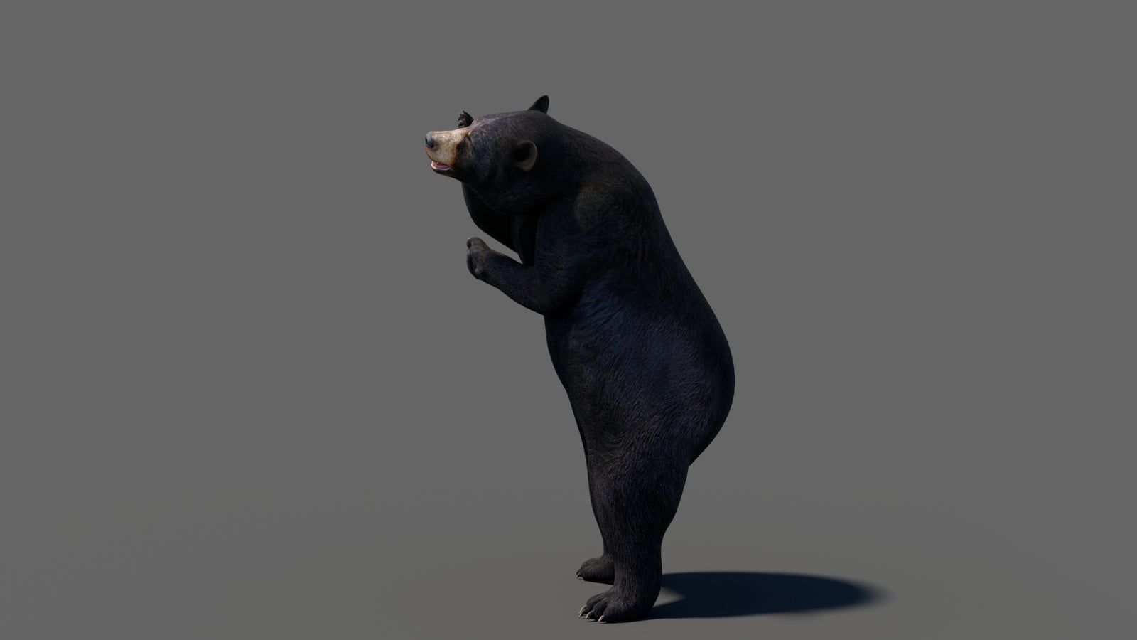 Animated Black Bear 3D Model 360° view 6 frame 17