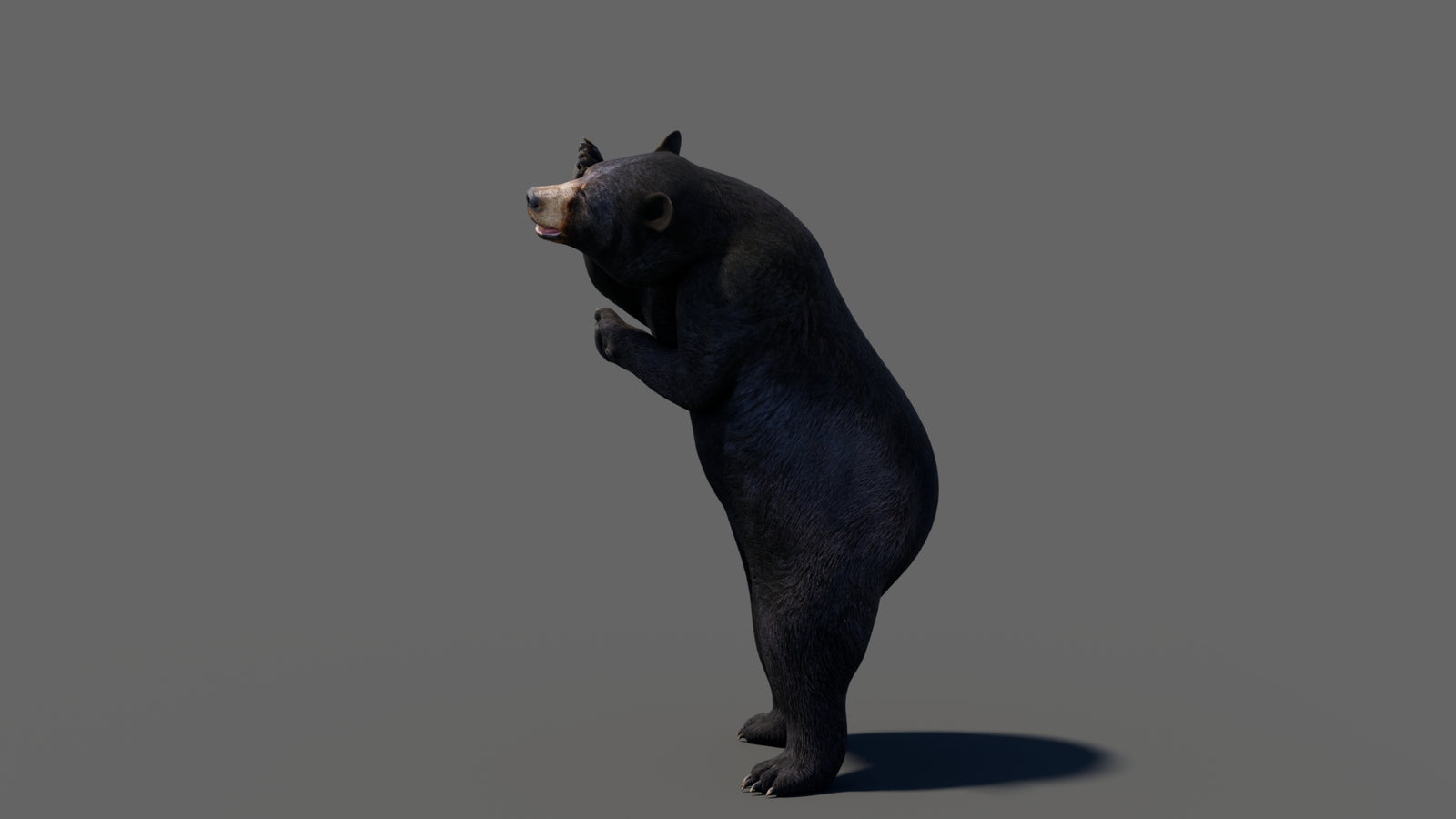 Animated Black Bear 3D Model 360° view 6 frame 18