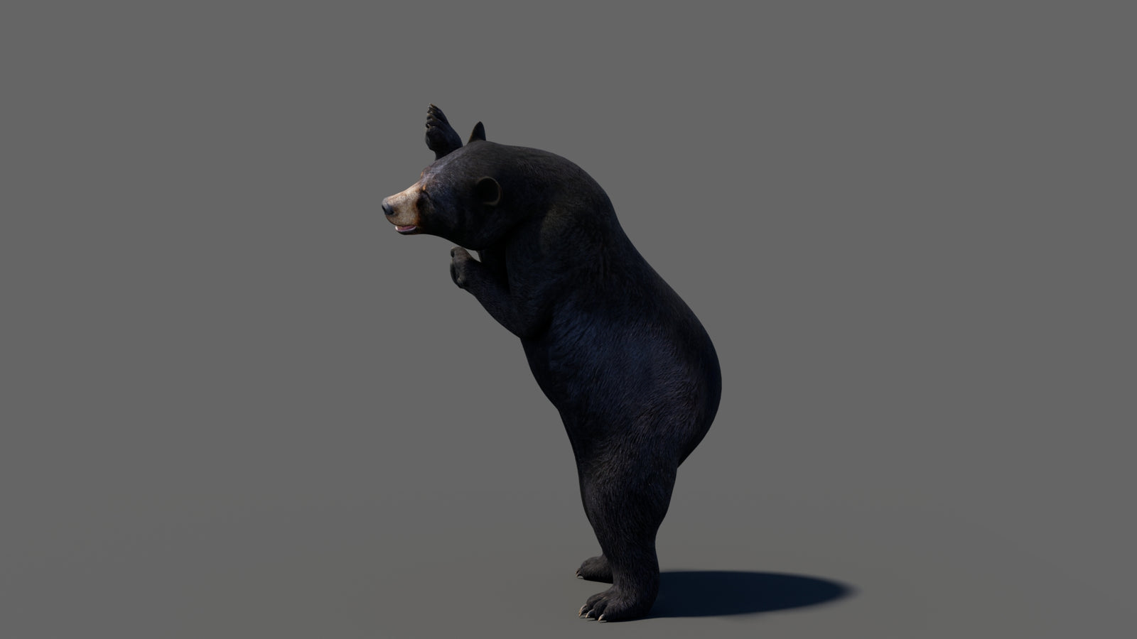 Animated Black Bear 3D Model 360° view 6 frame 24