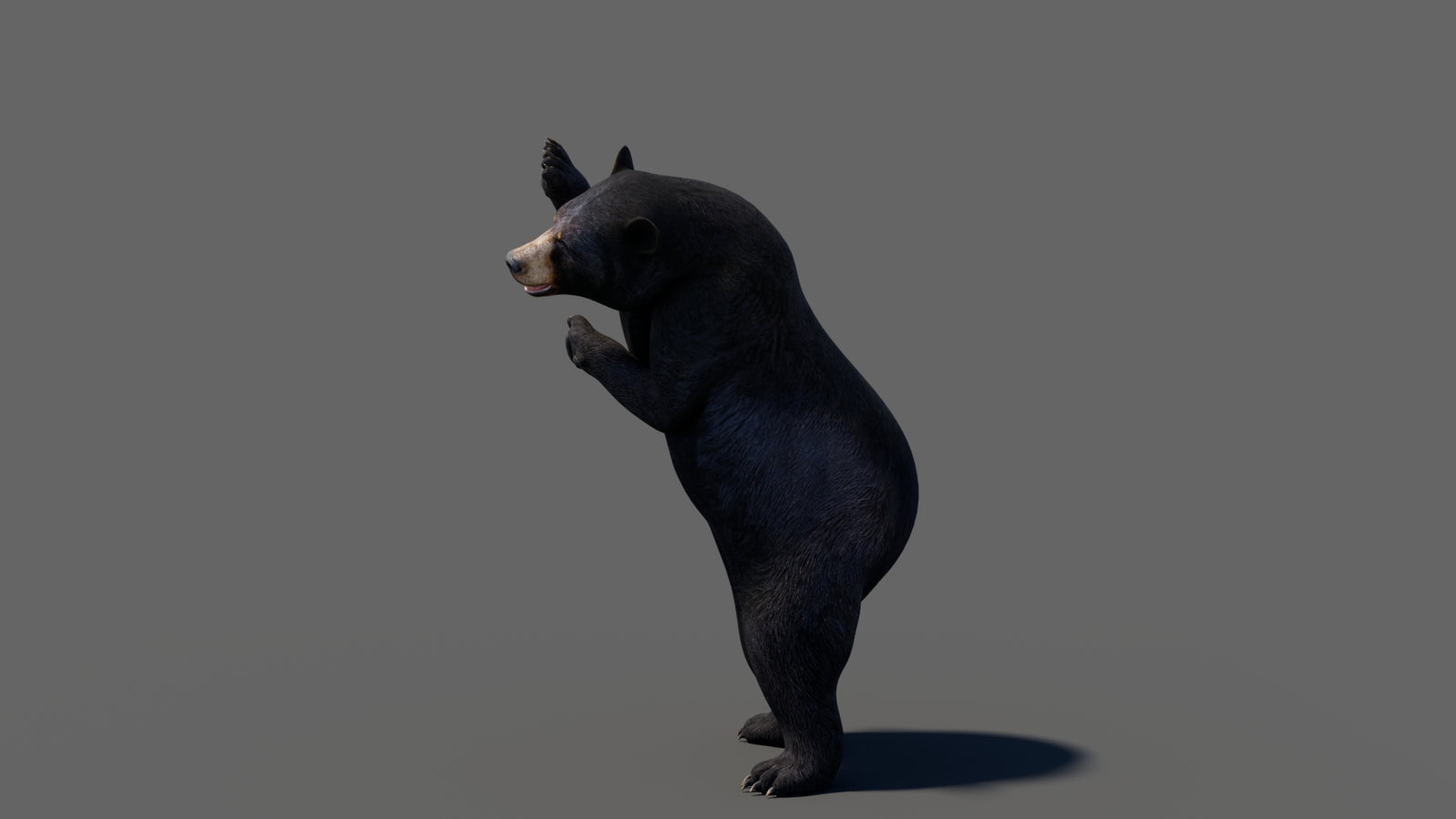 Animated Black Bear 3D Model 360° view 6 frame 27