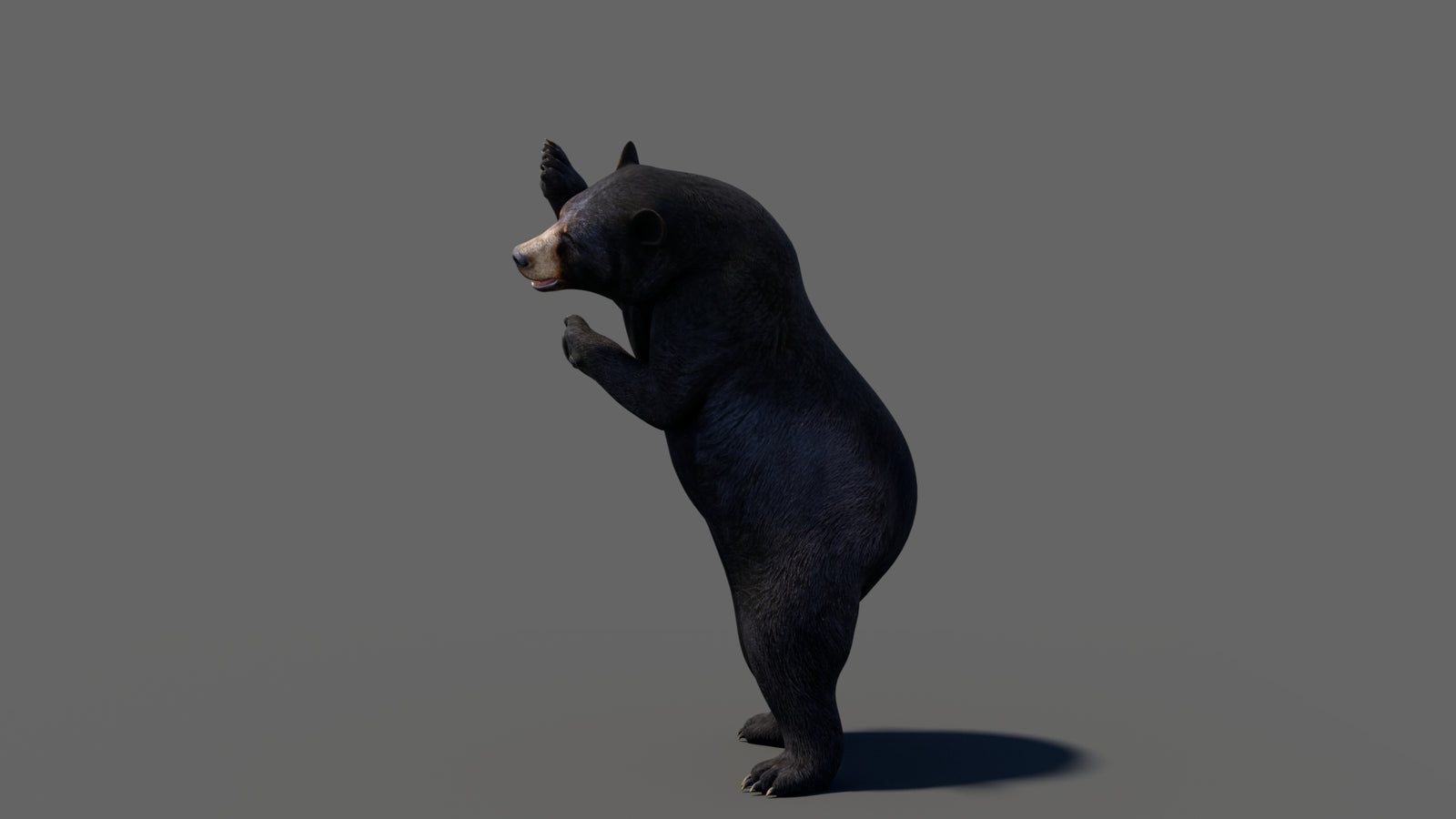 Animated Black Bear 3D Model 360° view 6 frame 28