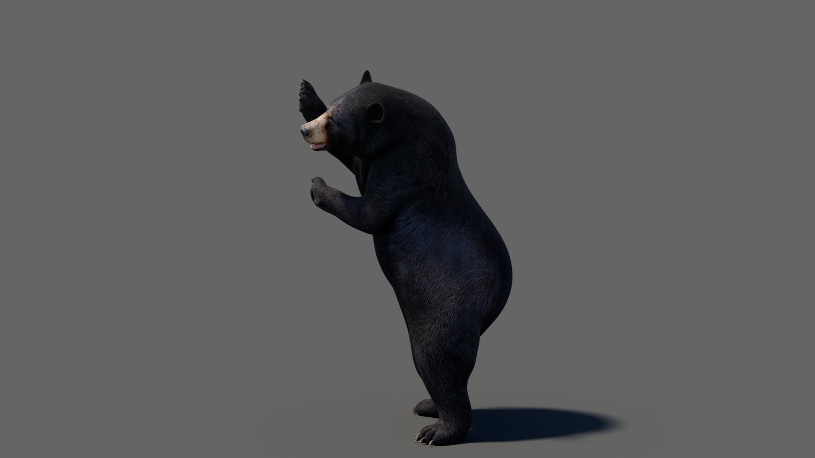 Animated Black Bear 3D Model 360° view 6 frame 31