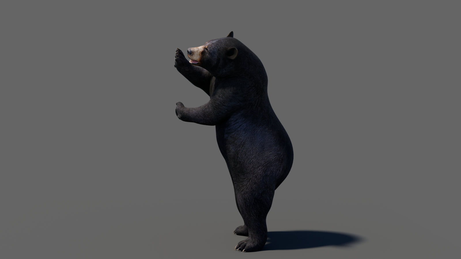 Animated Black Bear 3D Model 360° view 6 frame 35