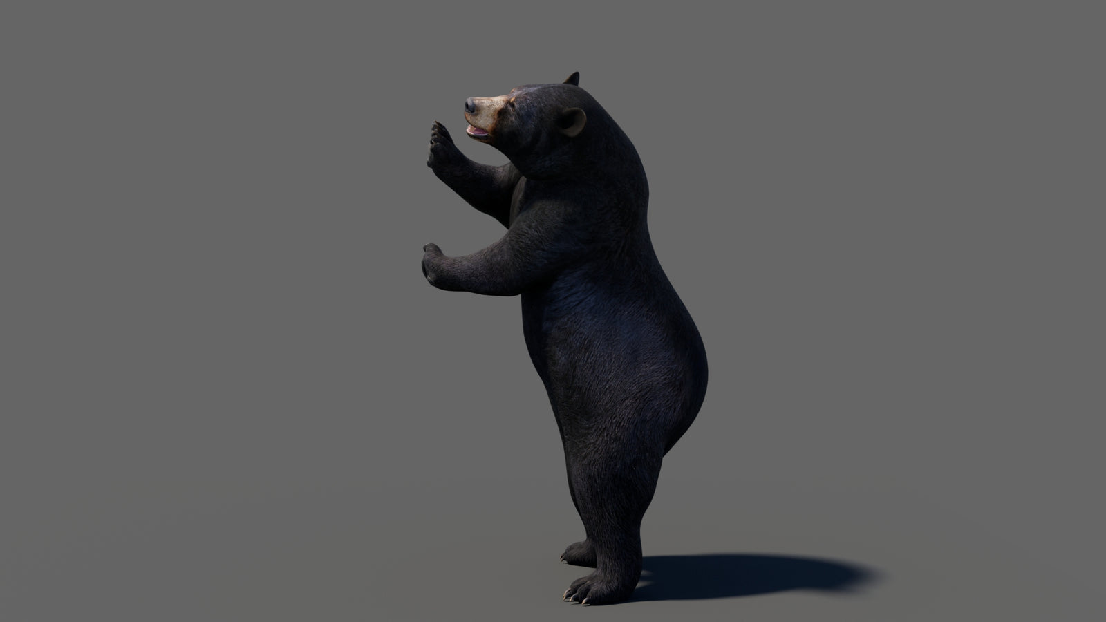 Animated Black Bear 3D Model 360° view 6 frame 36