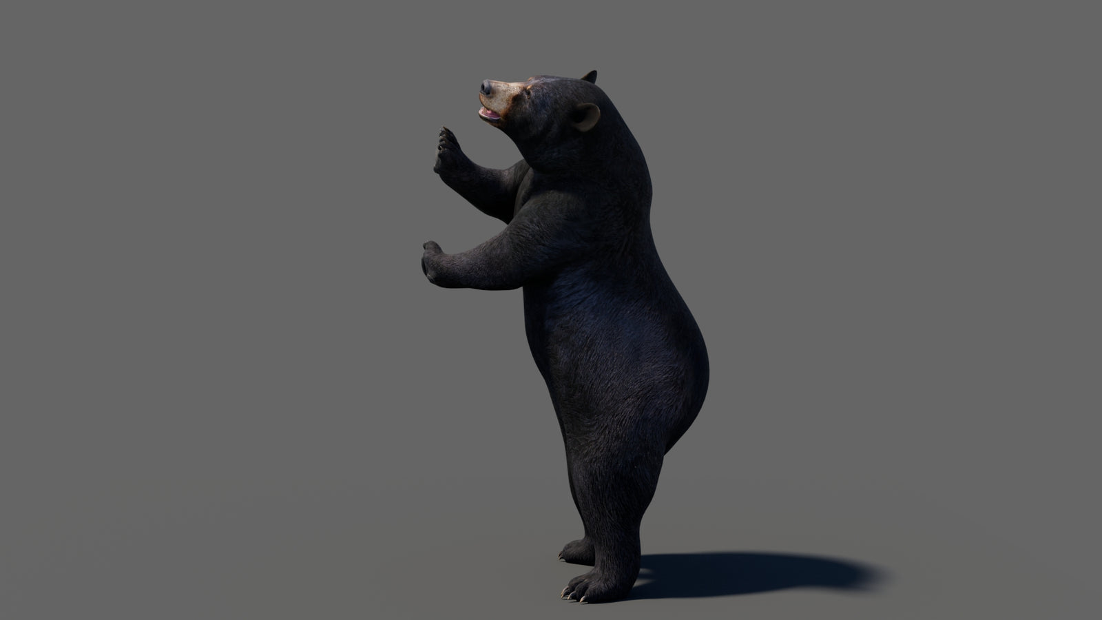 Animated Black Bear 3D Model 360° view 6 frame 37