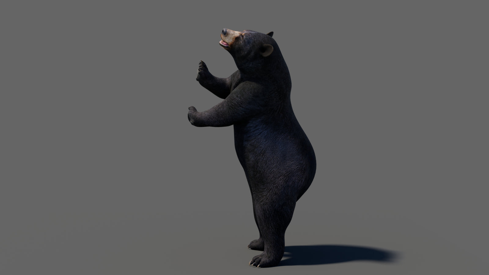 Animated Black Bear 3D Model 360° view 6 frame 38