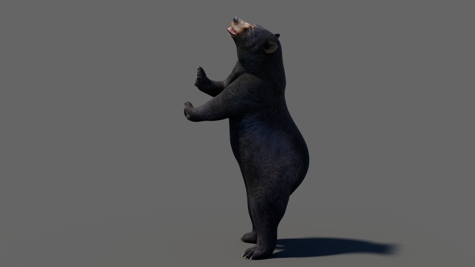 Animated Black Bear 3D Model 360° view 6 frame 40