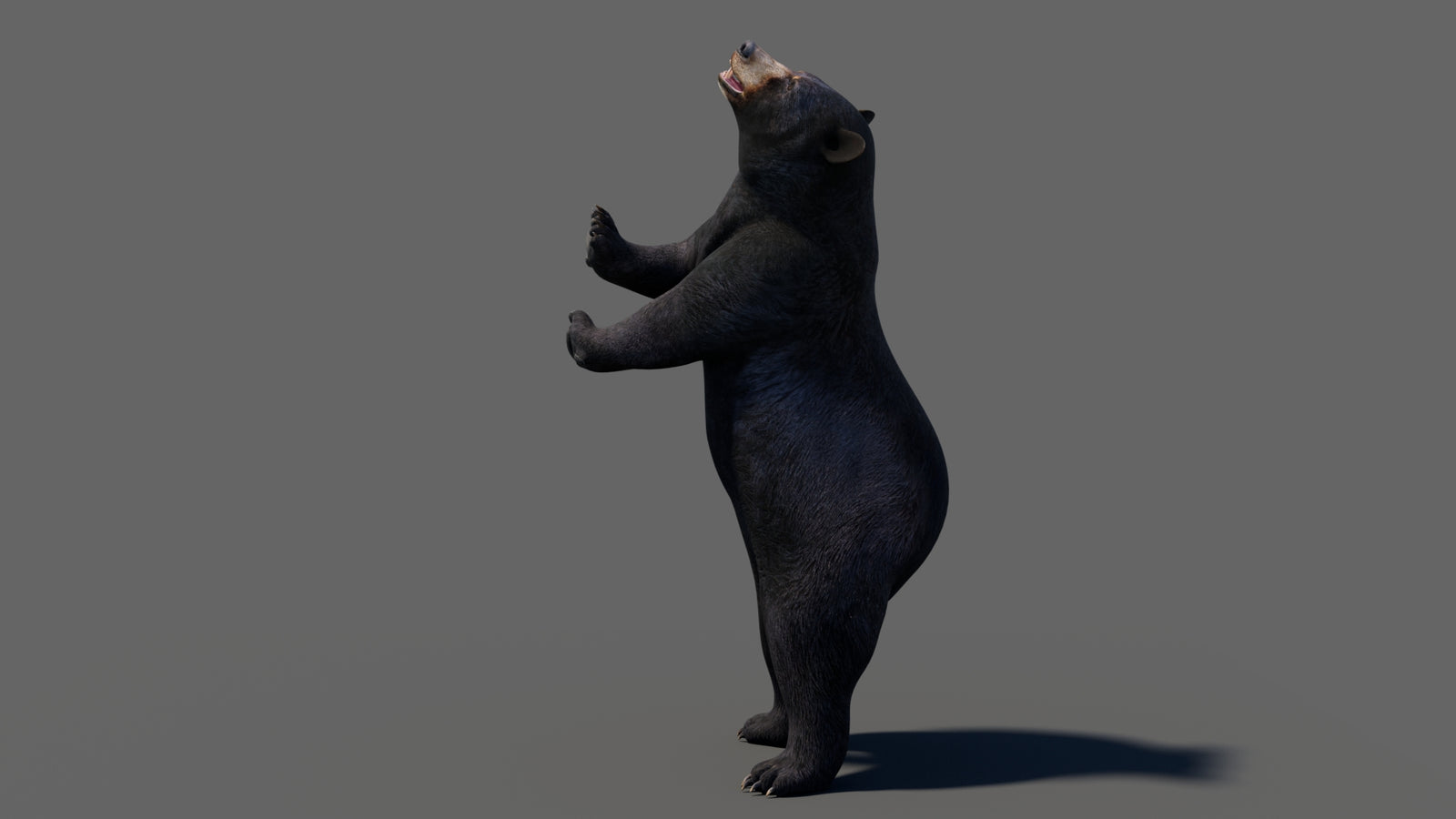 Animated Black Bear 3D Model 360° view 6 frame 41
