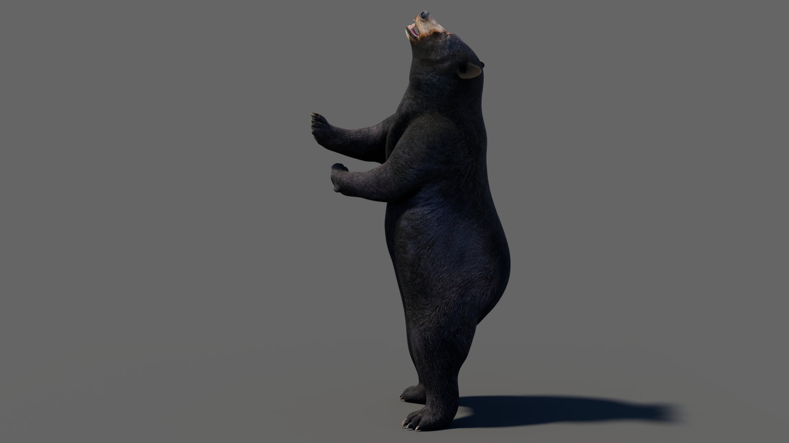 Animated Black Bear 3D Model 360° view 6 frame 49
