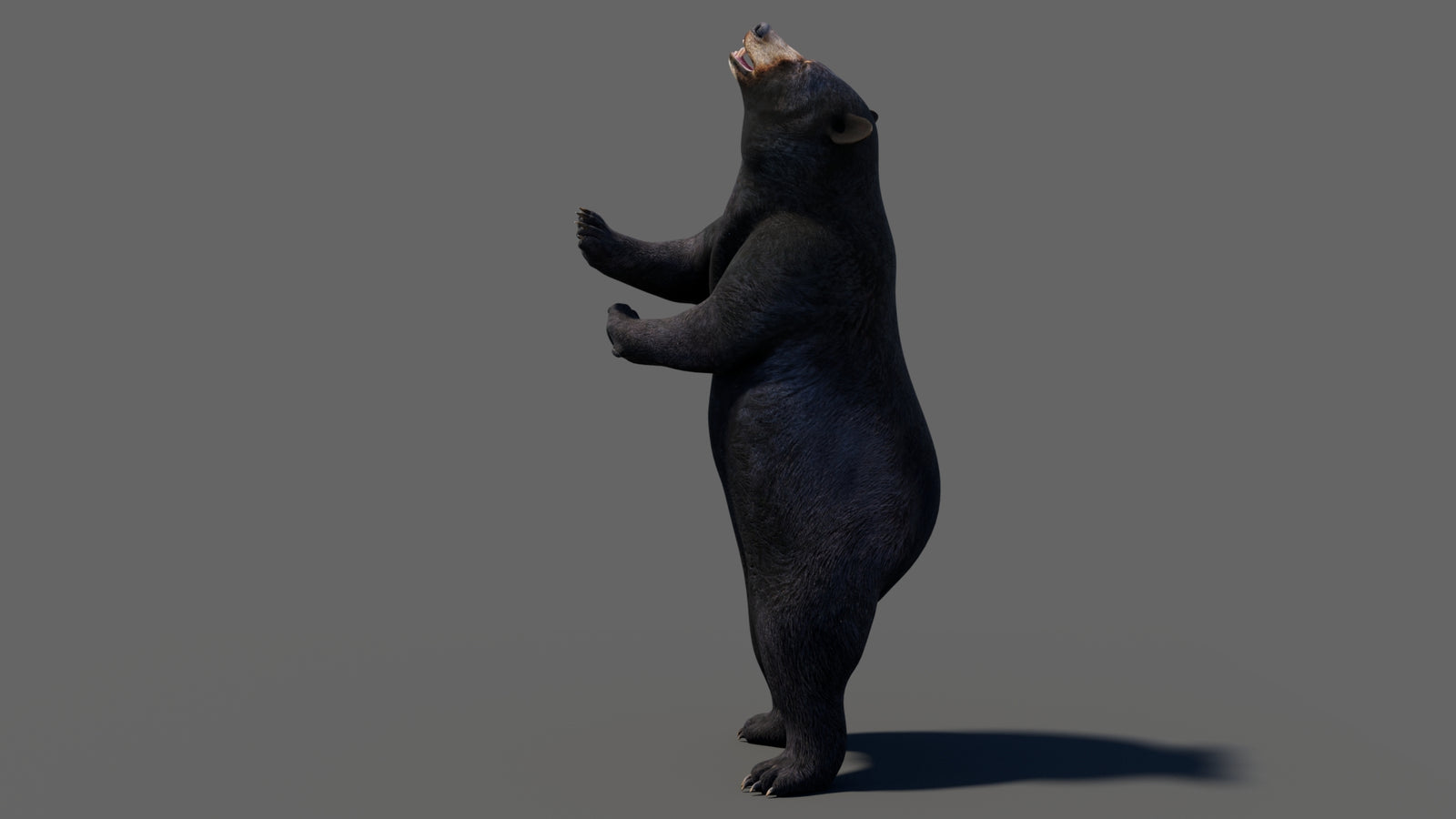 Animated Black Bear 3D Model 360° view 6 frame 50