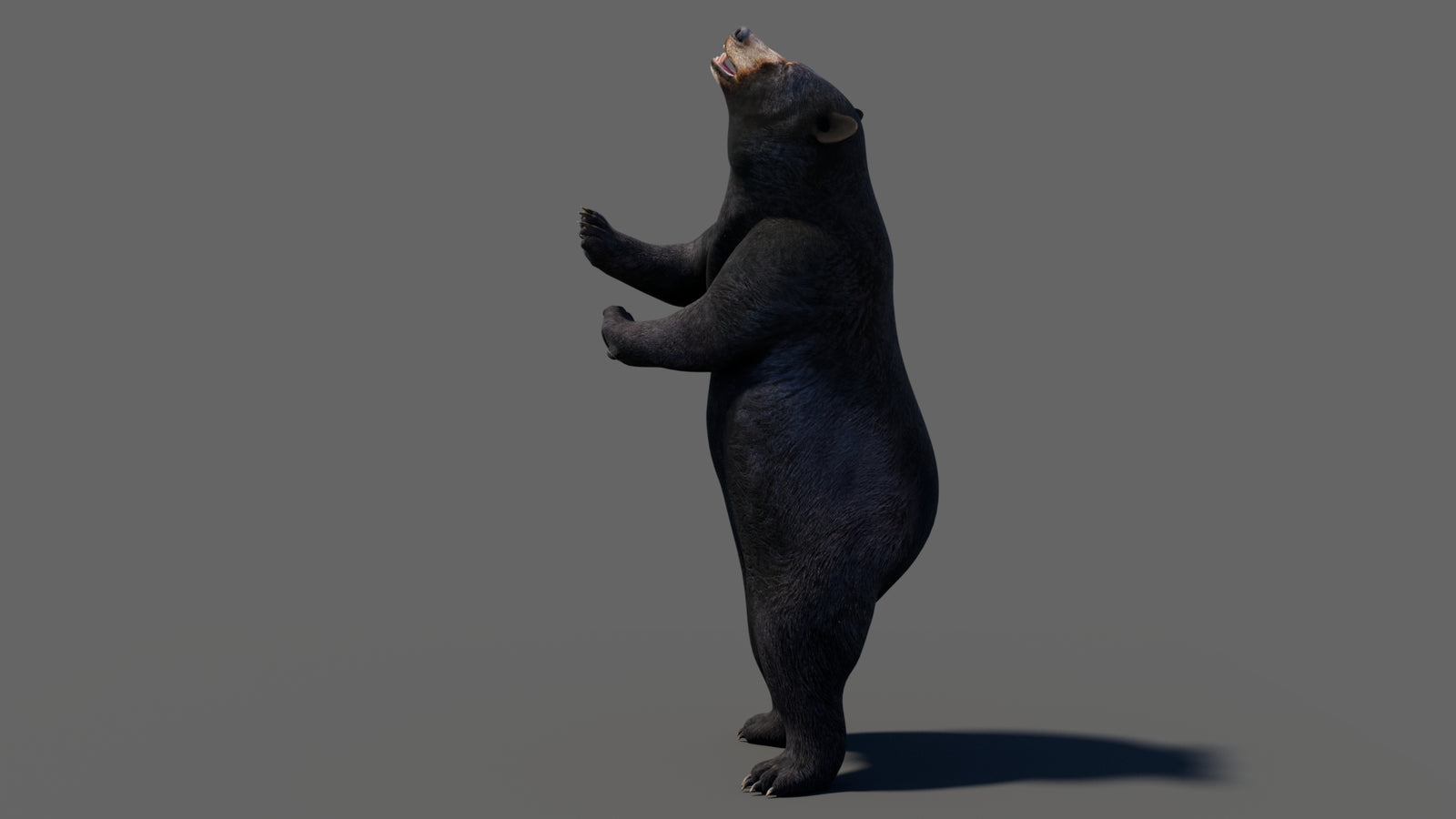Animated Black Bear 3D Model 360° view 6 frame 51