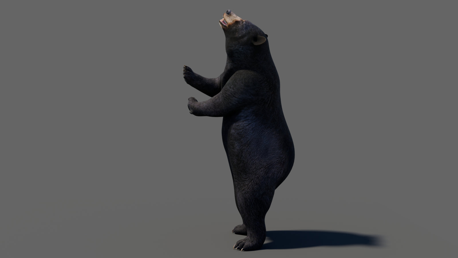 Animated Black Bear 3D Model 360° view 6 frame 52