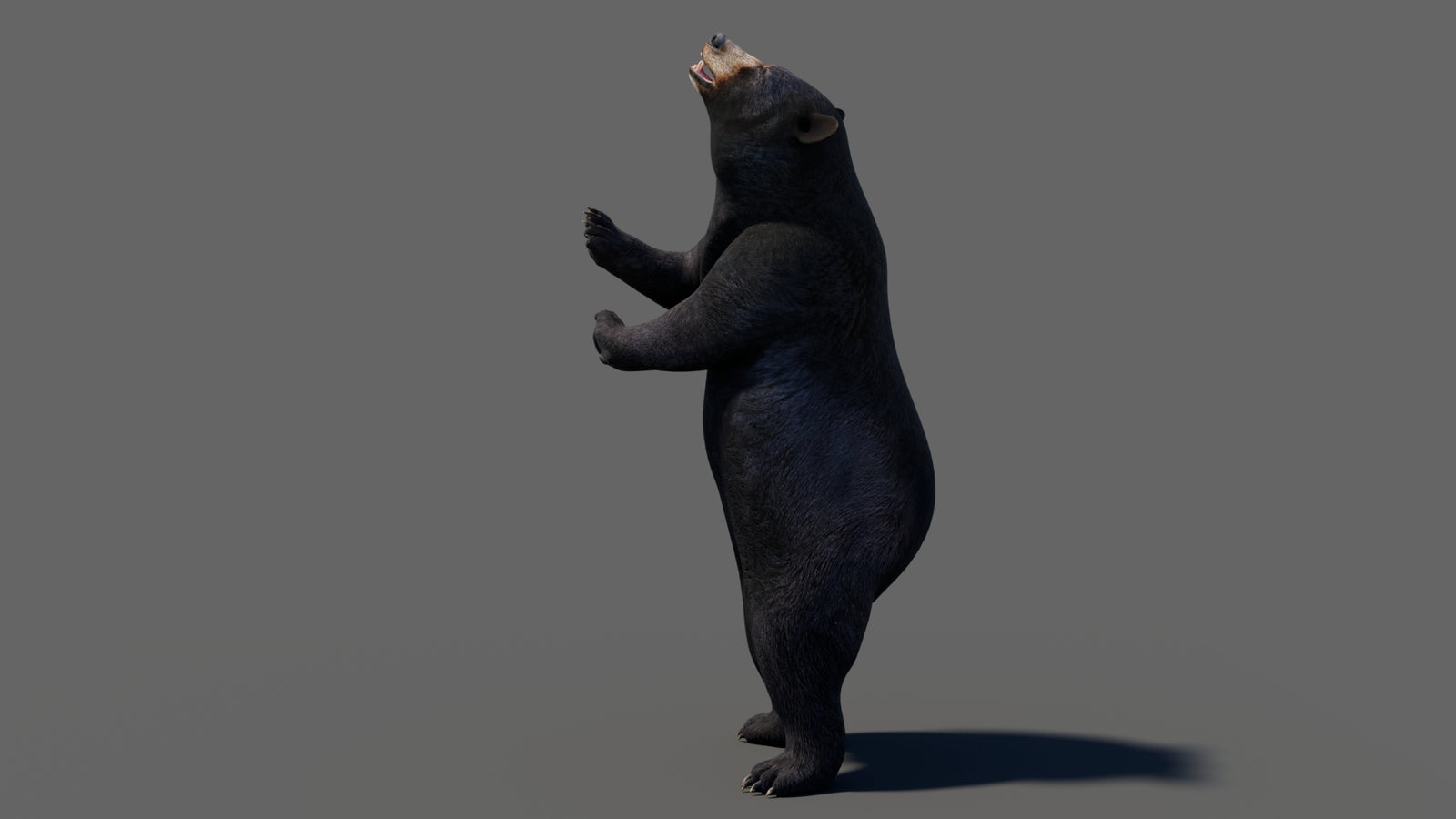 Animated Black Bear 3D Model 360° view 6 frame 53