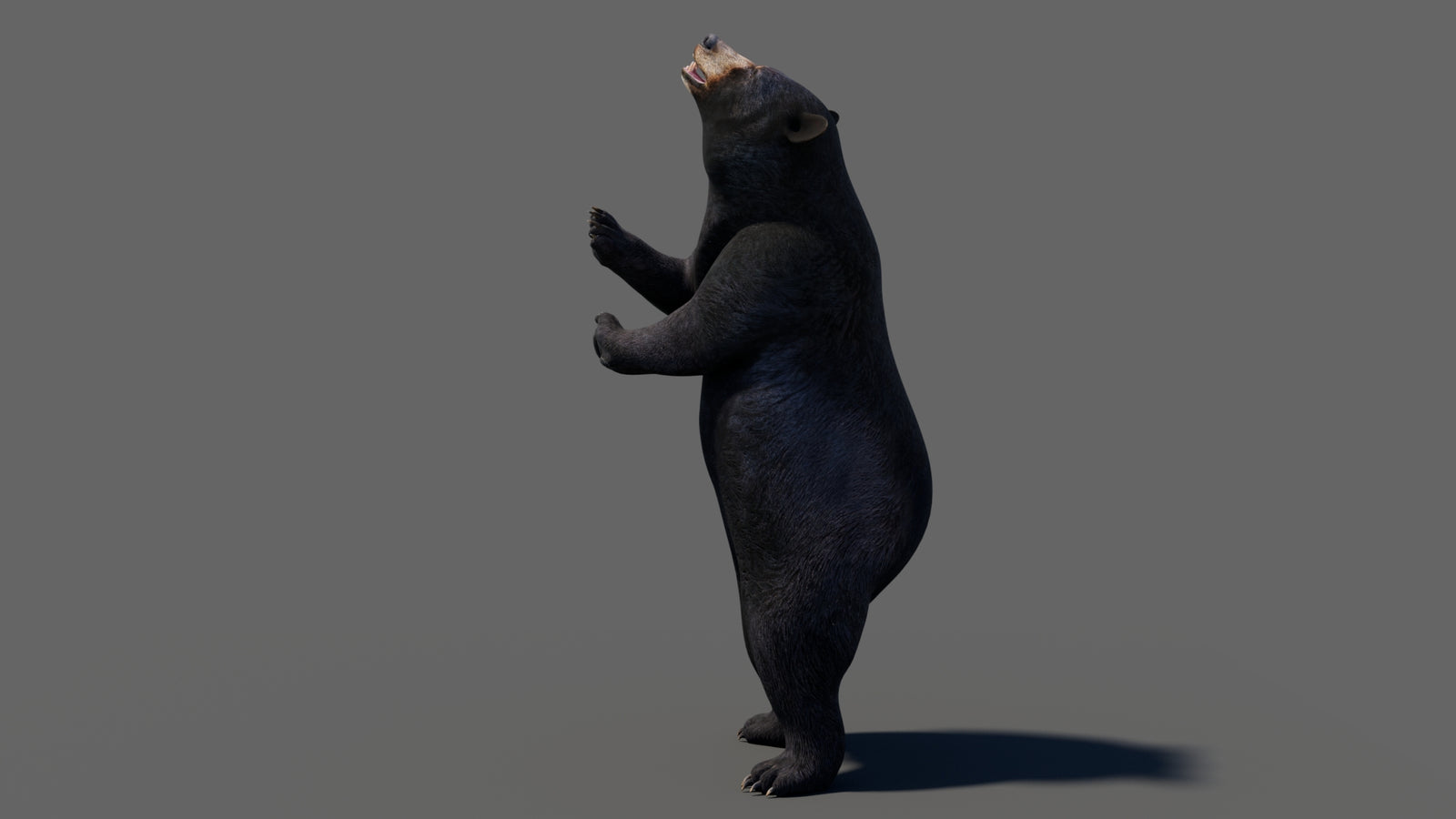 Animated Black Bear 3D Model 360° view 6 frame 55