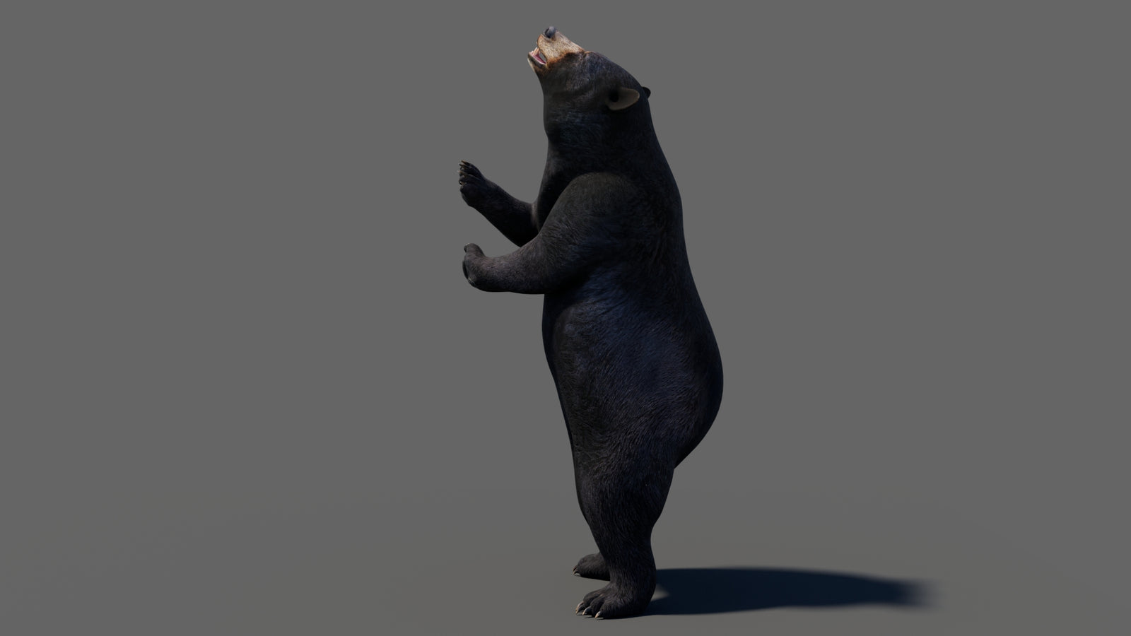 Animated Black Bear 3D Model 360° view 6 frame 56