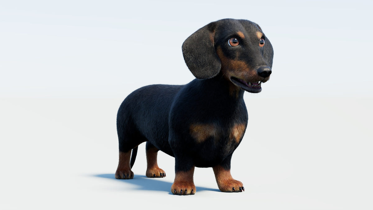 Animated Black Dachshund Dog 3D Model - Hair and Fur - 360 Degree View