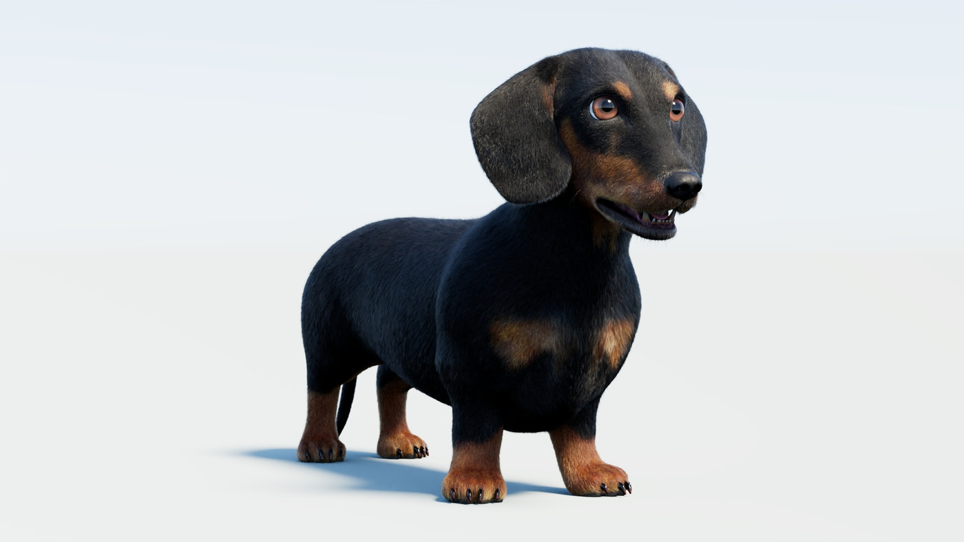 Rigged Black Dachshund Dog 3D Model with Fur - 360 Degree View