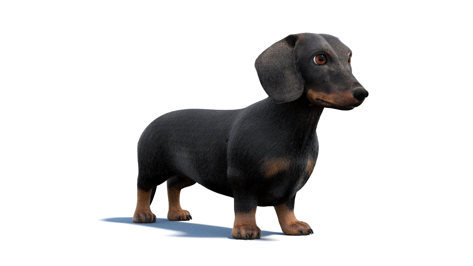 Black Dachshund Dog Animated 3D Model Fur - 360 Degree View