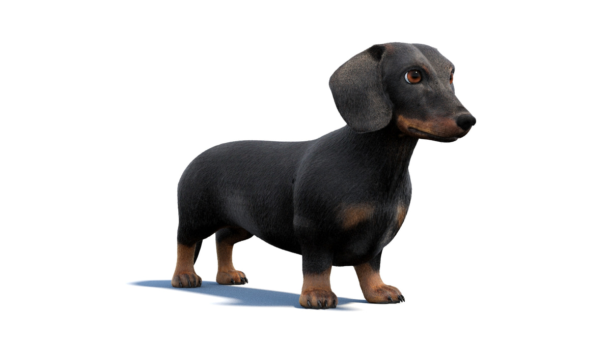 Black Dachshund Dog Animated 3D Model Fur - 360 Degree View