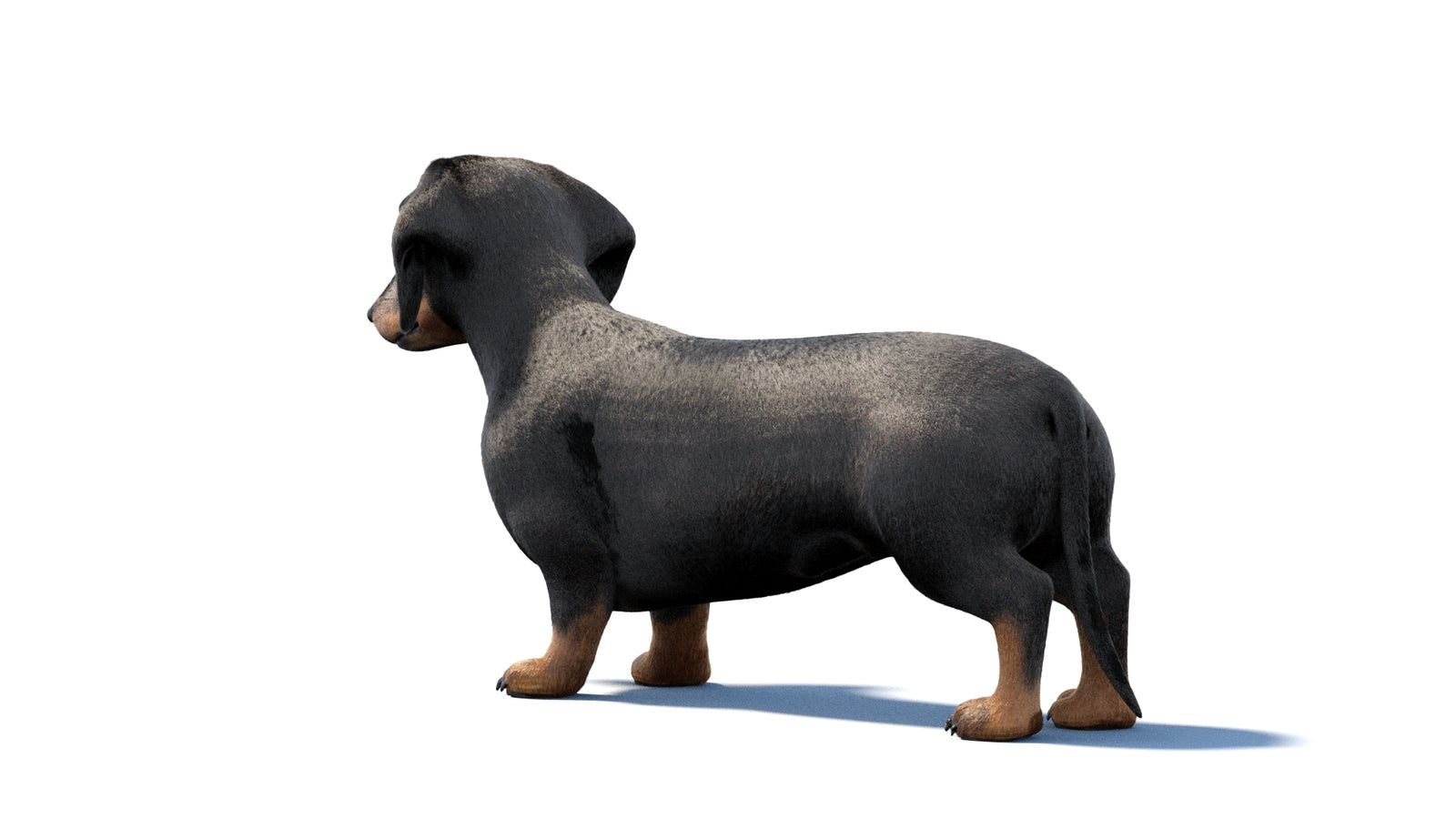 검은색 닥스훈트 강아지 애니메이션 3D 모델 모피 360° view 1 frame 20