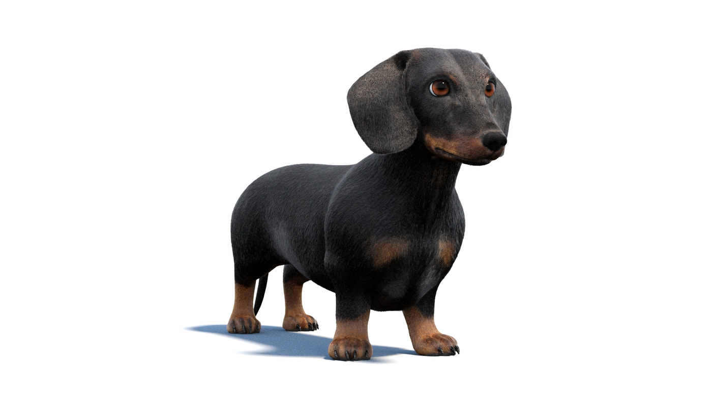 Black Dachshund Dog Animated 3D Model Fur - 360 Degree View
