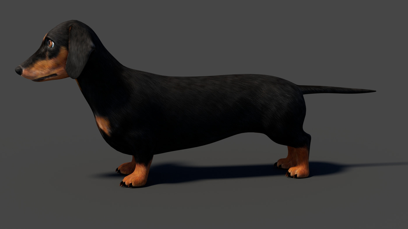 Black Dachshund Dog 3D Model - 360 Degree View