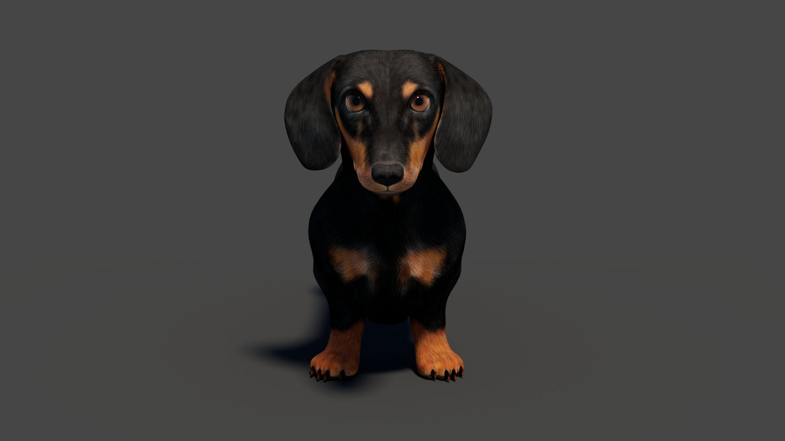 Black Dachshund Dog 3D Model 360° view 1 frame 9