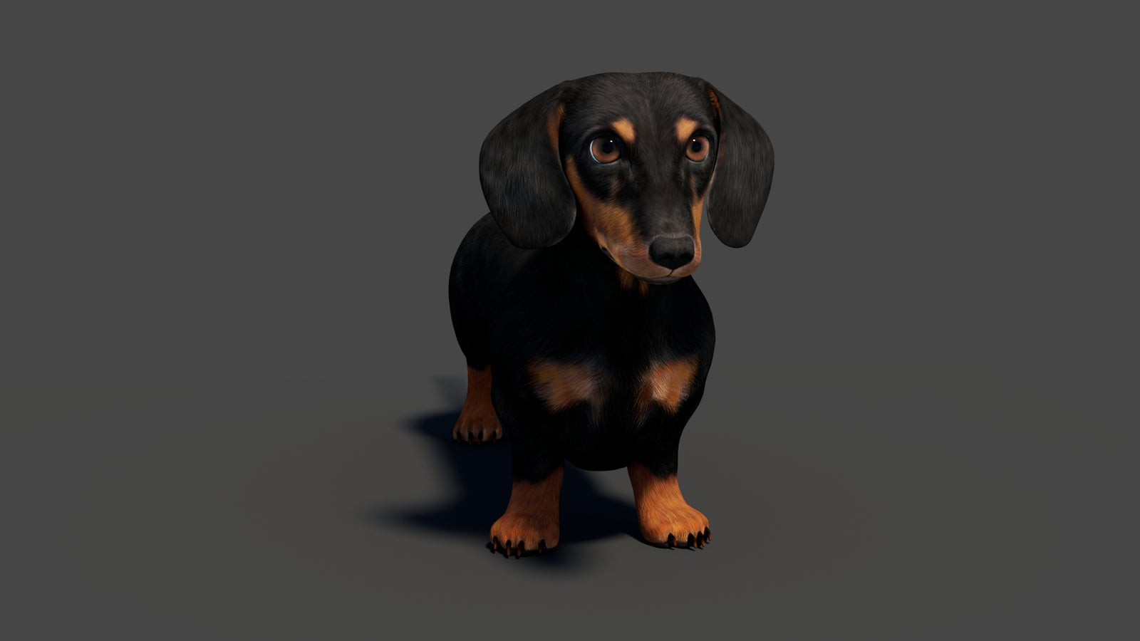 Black Dachshund Dog 3D Model 360° view 1 frame 10