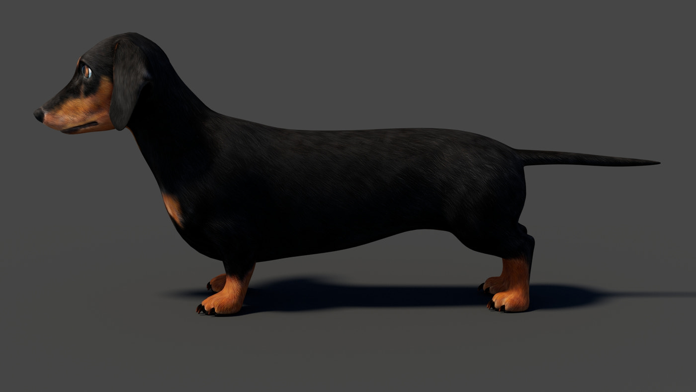 Black Dachshund Dog 3D Model - 360 Degree View