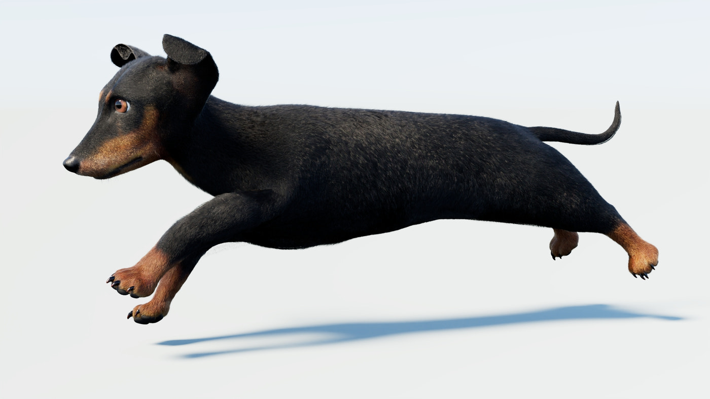 Animated Black Dachshund Dog 3D Model with Fur - 360 Degree View