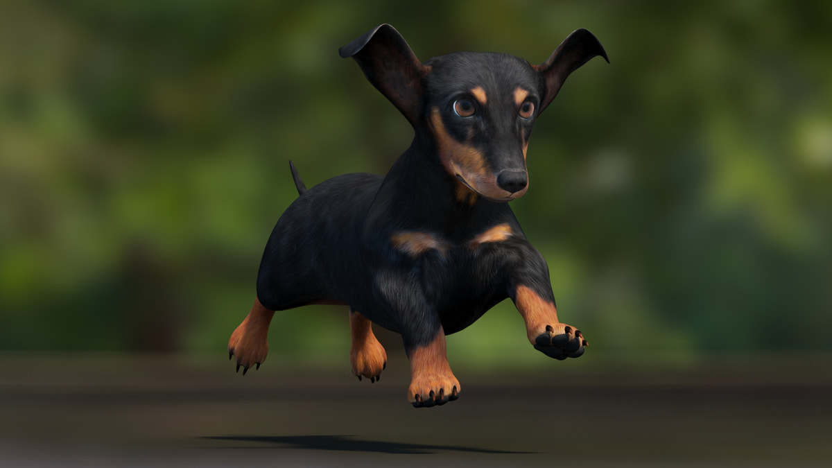 Black Dachshund Dog Animated 3D Model - 360 Degree View