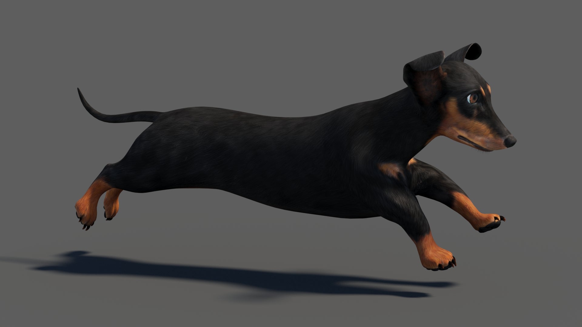 Black Dachshund Dog Animated 3D Model 360 View