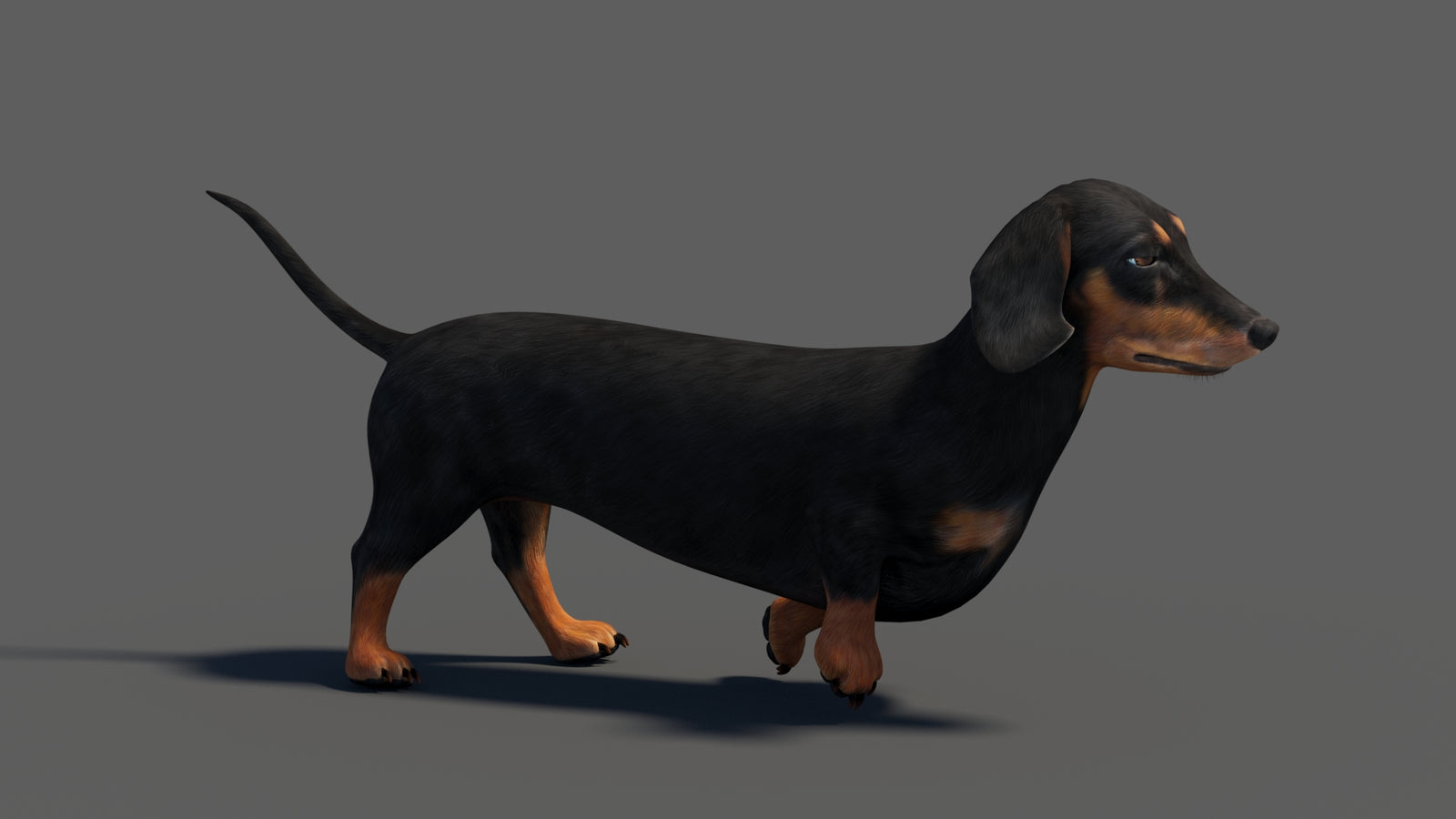 Black Dachshund Dog Animated 3D Model 360° view 4 frame 8