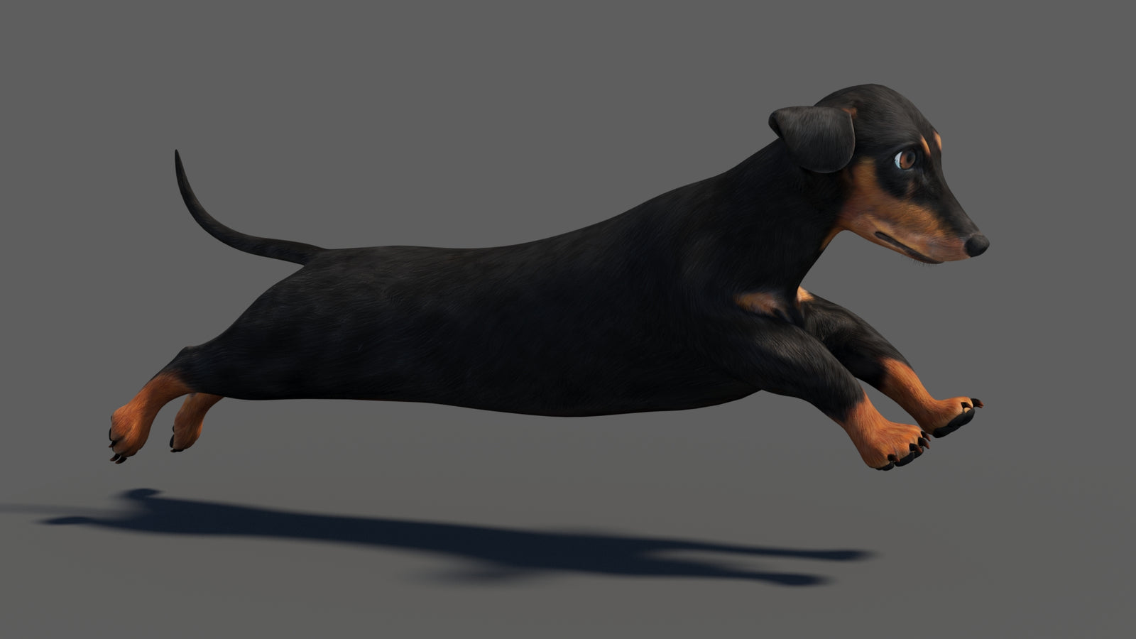 Black Dachshund Dog Animated 3D Model 360° view 4 frame 12