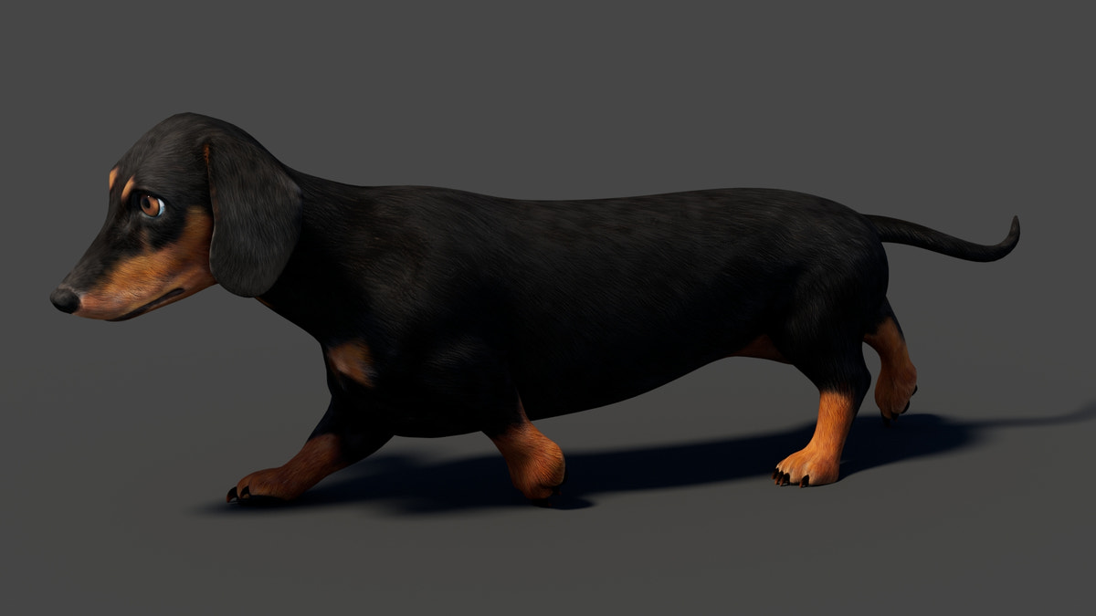 Black Dachshund Dog Animated 3D Model - 360 Degree View