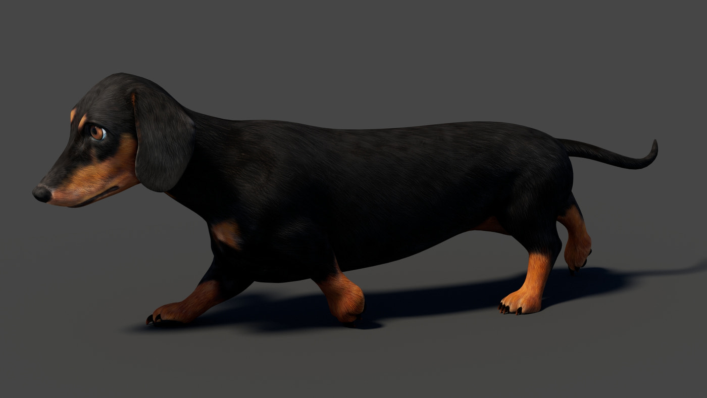 Black Dachshund Dog Animated 3D Model - 360 Degree View