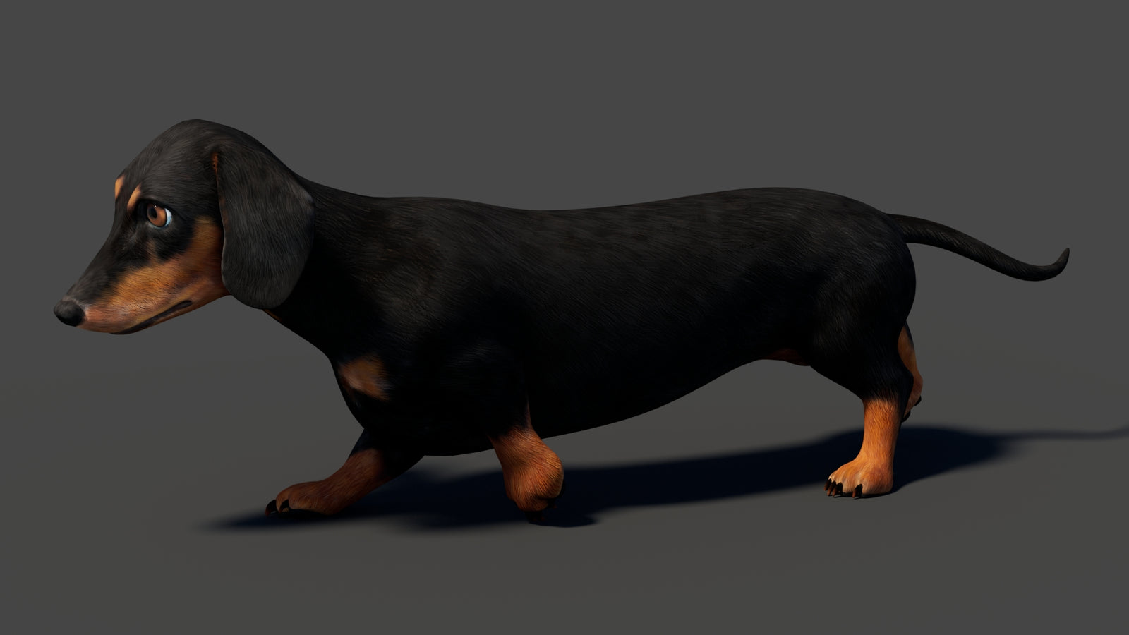 Black Dachshund Dog Animated 3D Model 360° view 6 frame 2