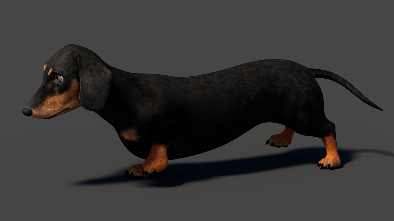 Black Dachshund Dog Animated 3D Model 360° view 6 frame 5