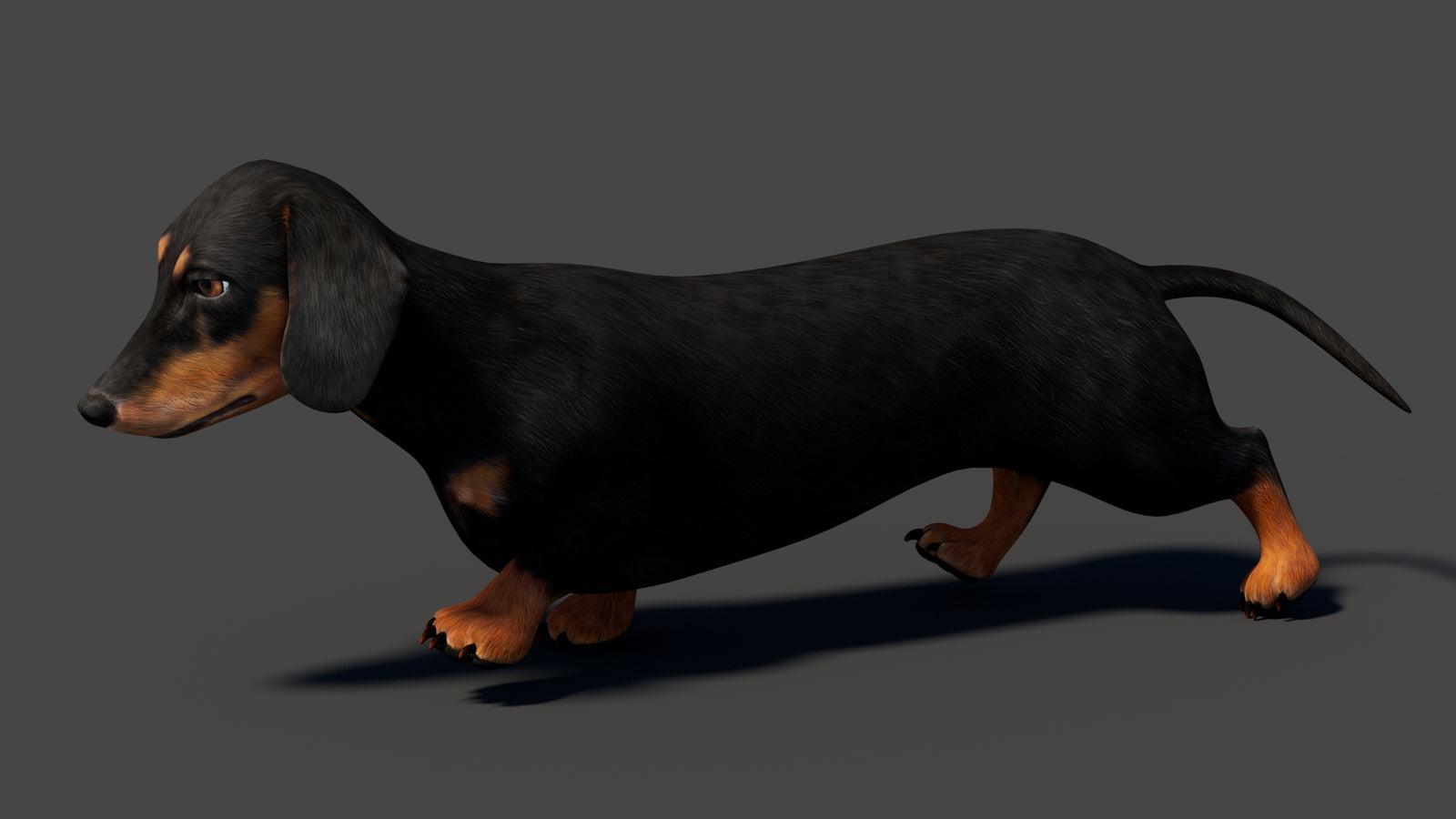 Black Dachshund Dog Animated 3D Model 360° view 6 frame 7