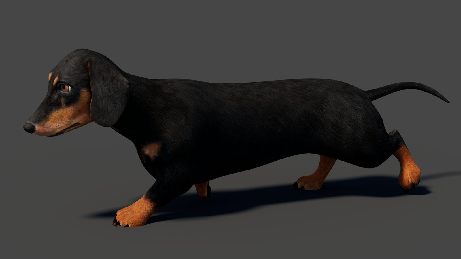 Black Dachshund Dog Animated 3D Model 360° view 6 frame 11