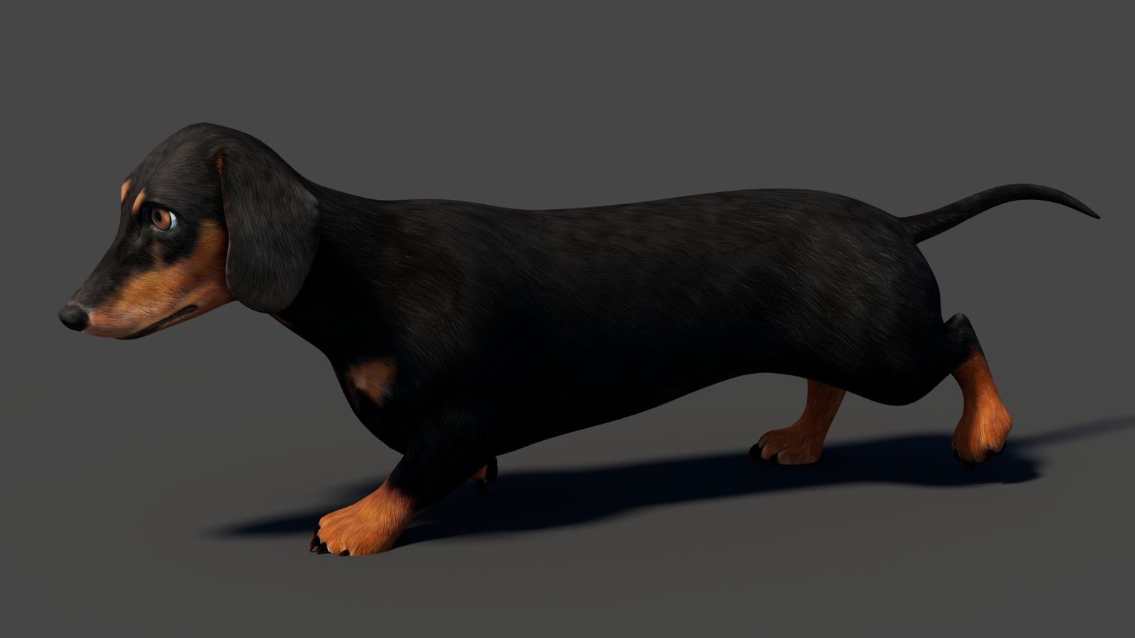 Black Dachshund Dog Animated 3D Model 360° view 6 frame 12