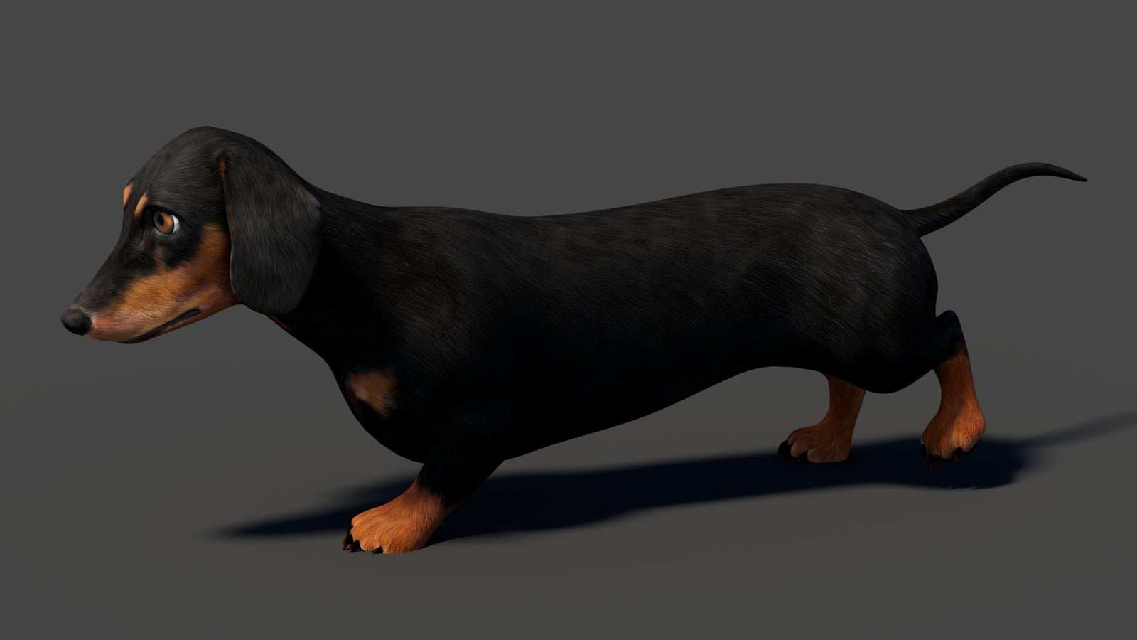 Black Dachshund Dog Animated 3D Model 360° view 6 frame 13