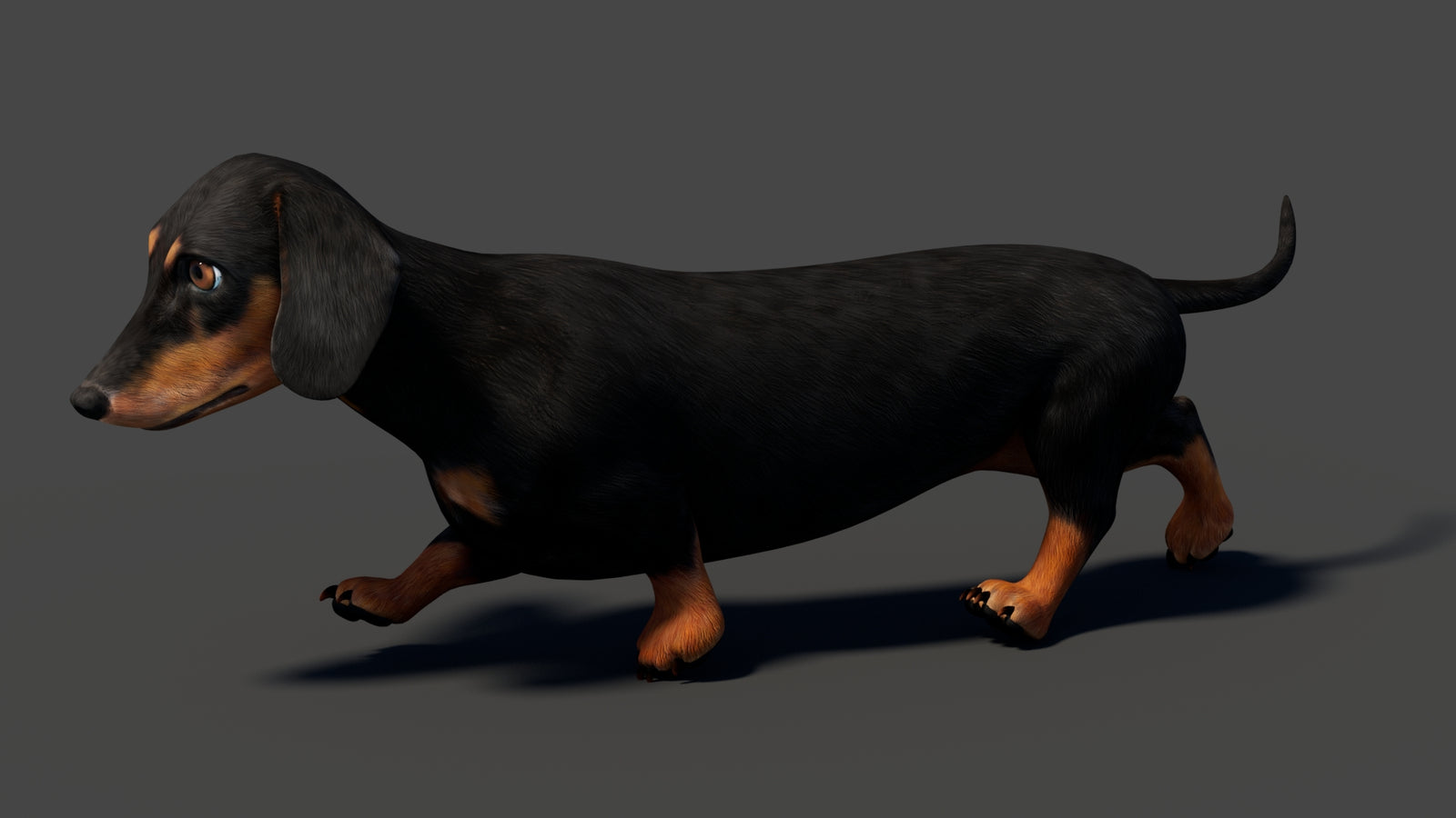 Black Dachshund Dog Animated 3D Model 360° view 6 frame 18