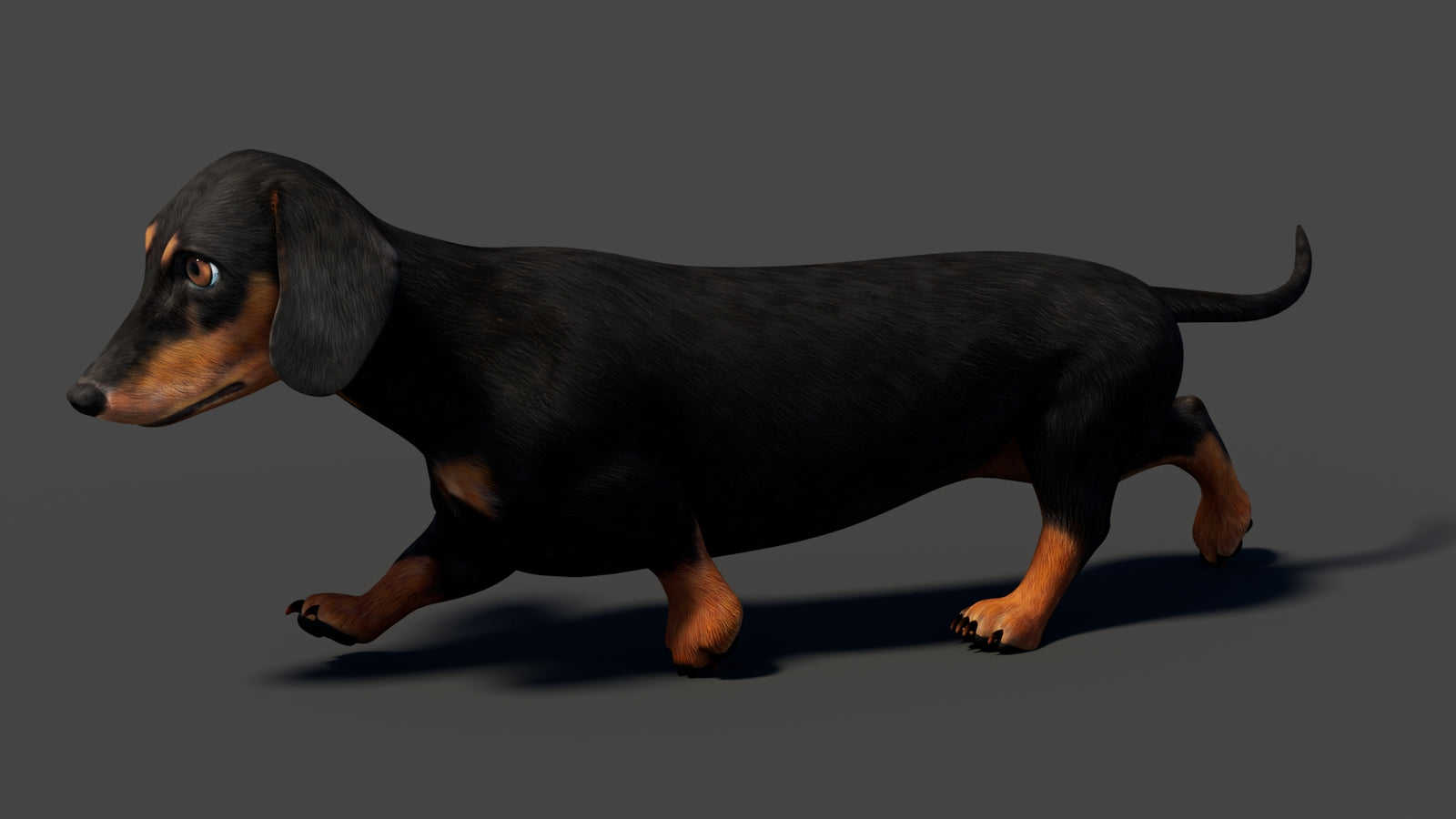 Black Dachshund Dog Animated 3D Model 360° view 6 frame 19