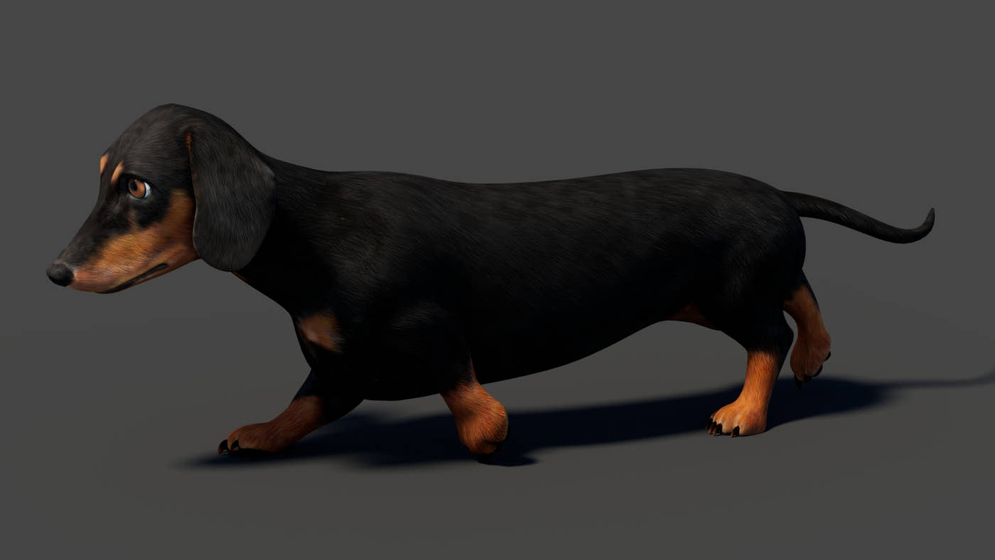 Black Dachshund Dog Animated 3D Model - 360 Degree View