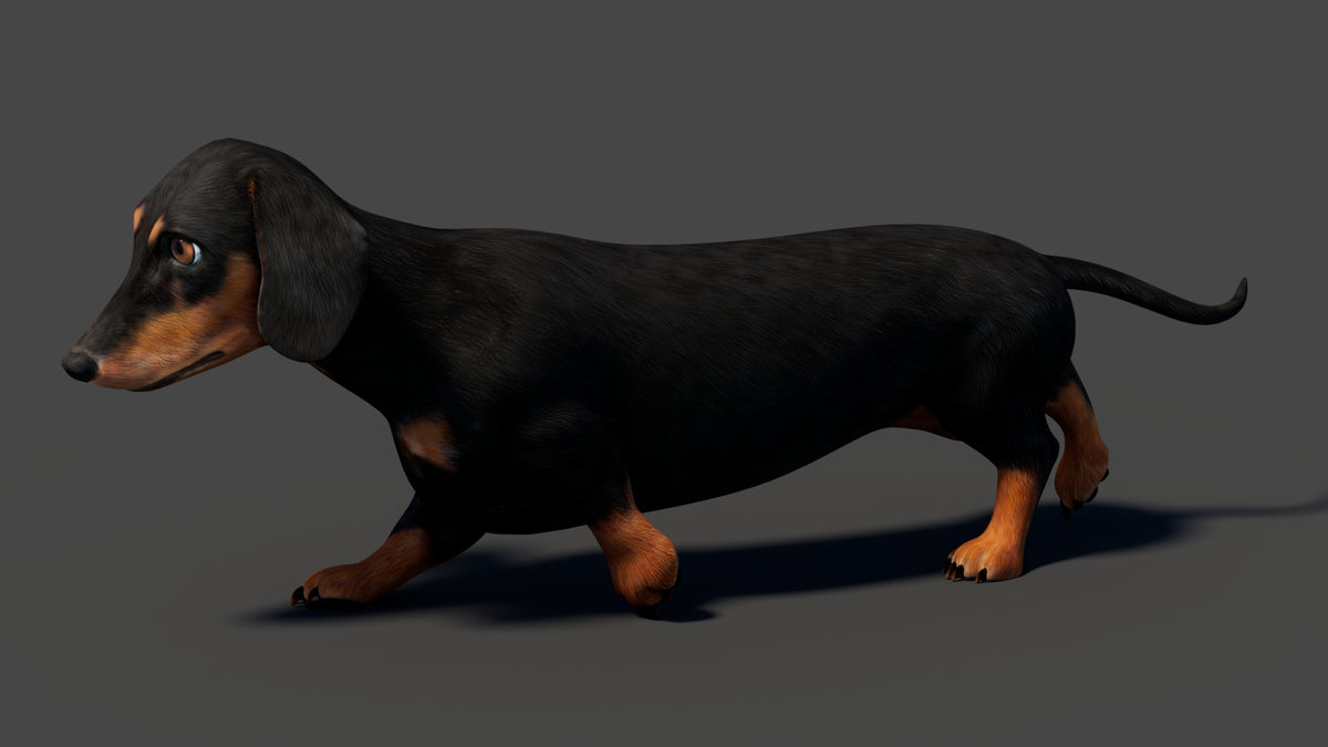 Animated Black Dachshund Dog 3D Model - Game-Ready - 360 Degree View