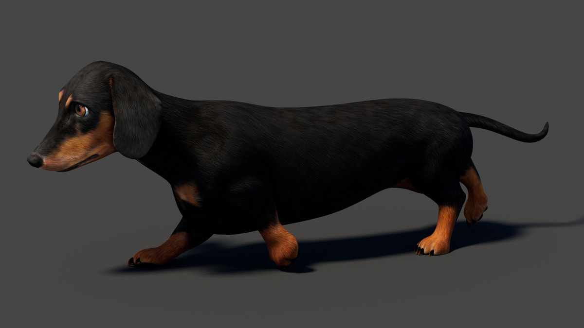 Black Dachshund Dog Animated 3D Model - 360 Degree View