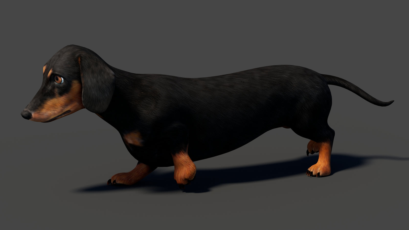 Black Dachshund Dog Animated 3D Model 360° view 5 frame 2