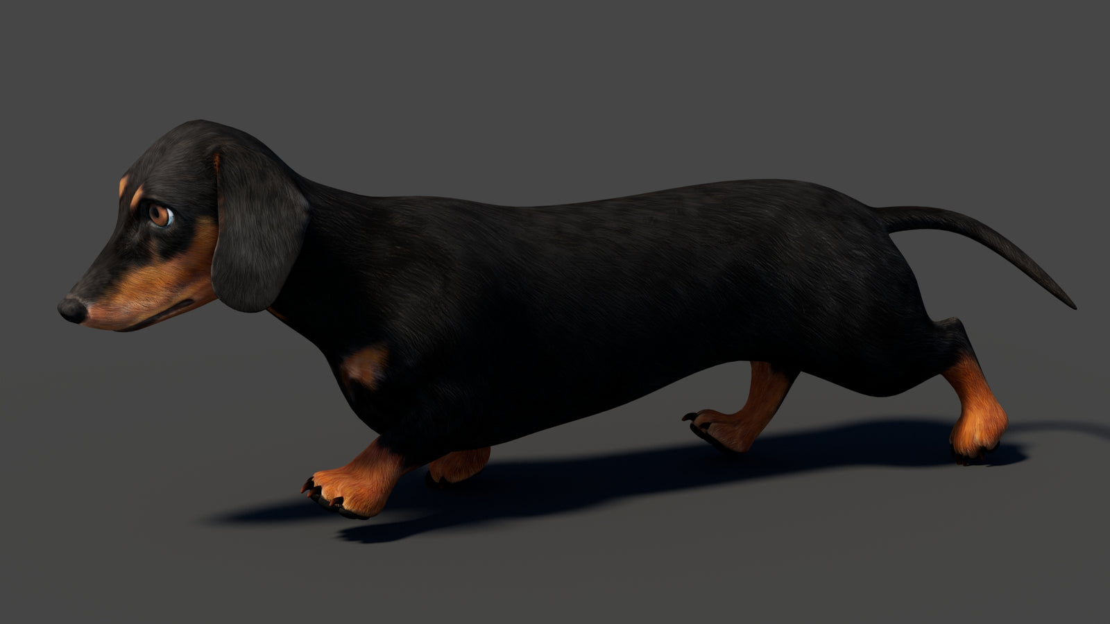 Black Dachshund Dog Animated 3D Model 360° view 5 frame 5