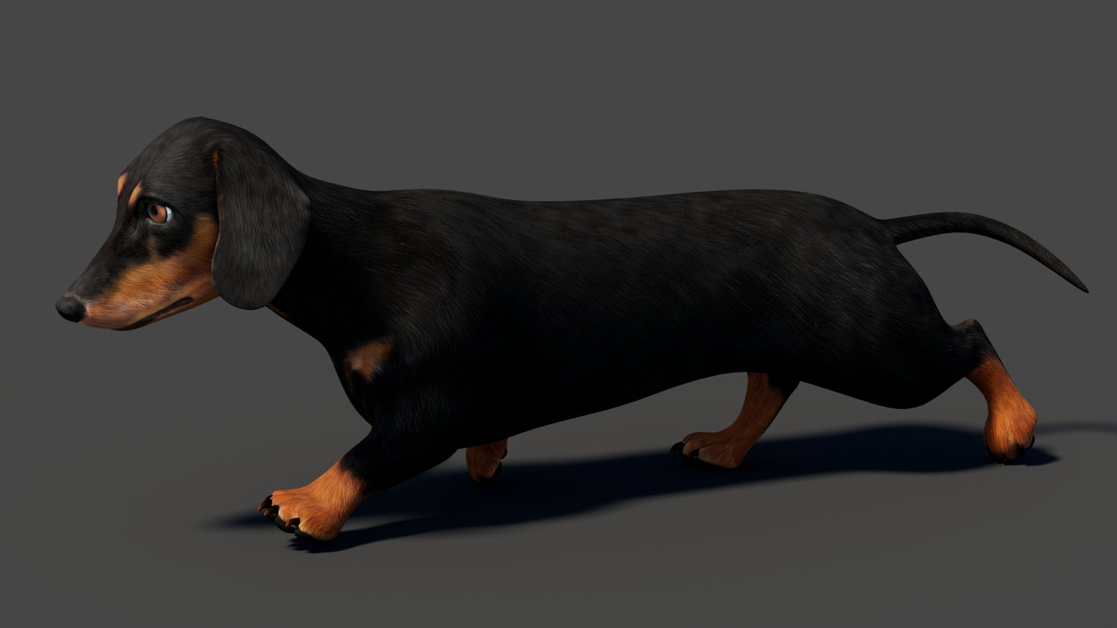 Black Dachshund Dog Animated 3D Model 360° view 5 frame 6
